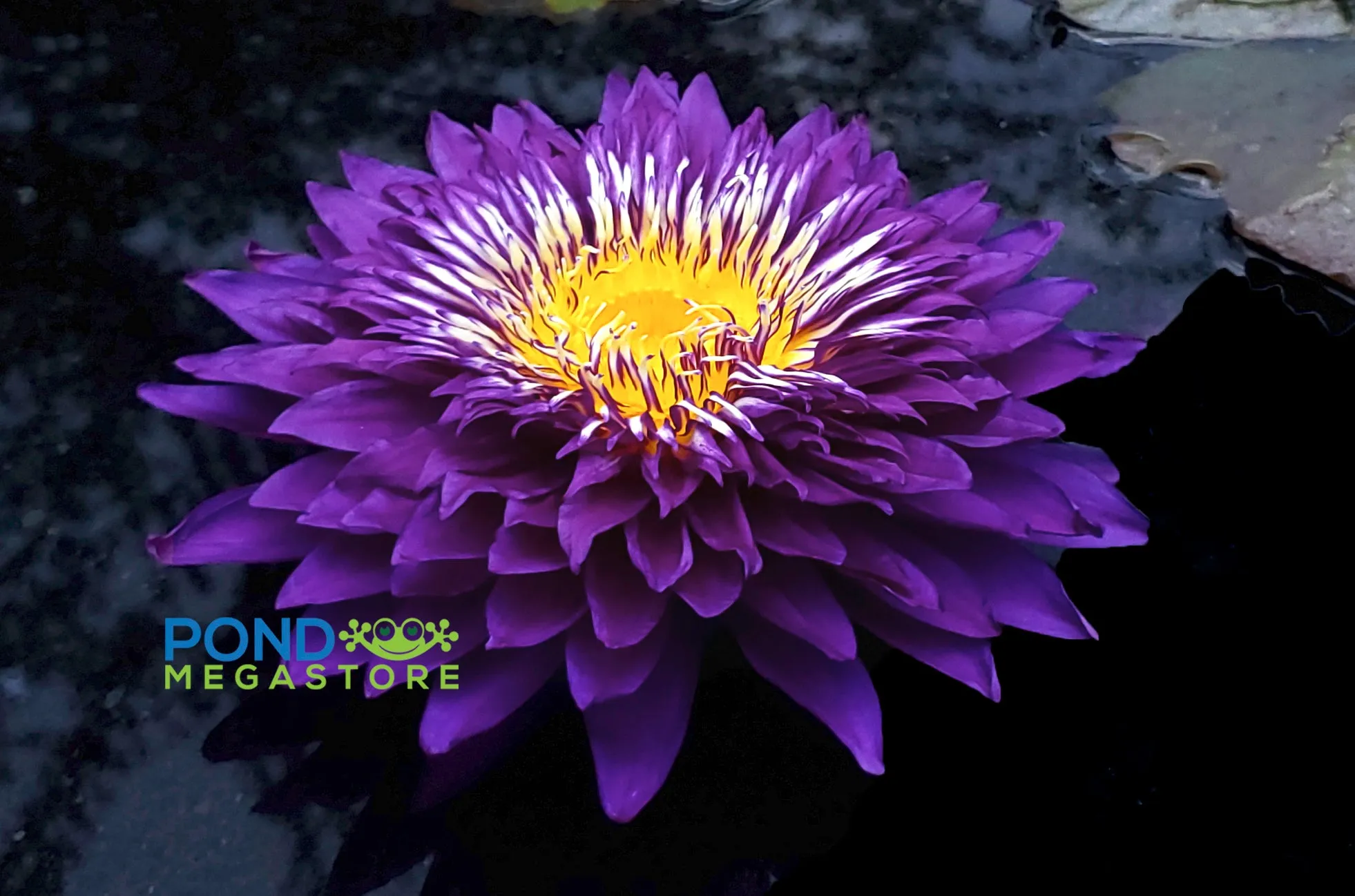 Purple Passion Water Lily <br> Large Water Lily <br> Incredible Large Flowers!